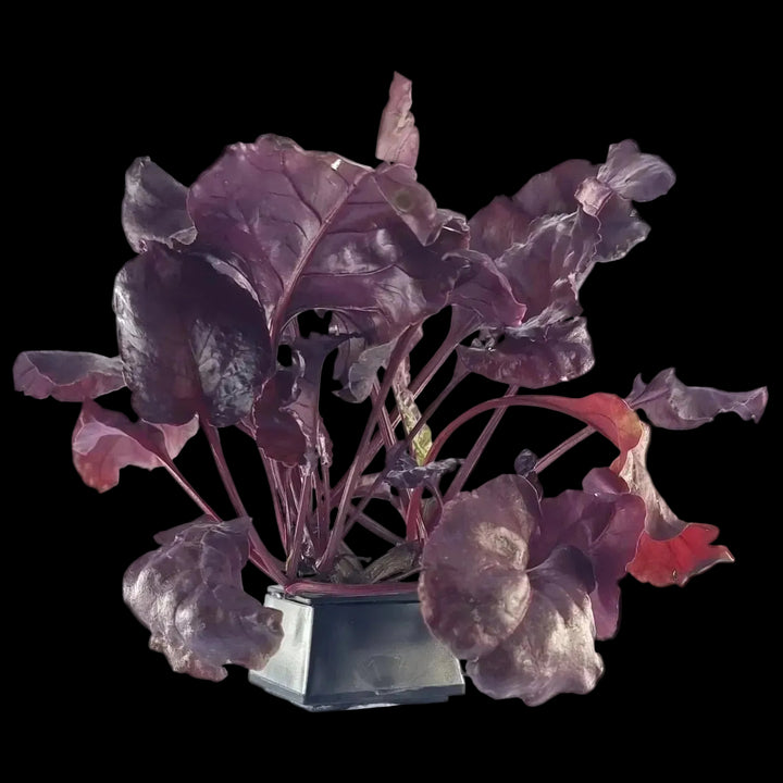 Plugs - Beetroot - 12 pcs.