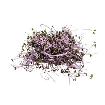 Microgreen Pads - Rotkohl - Set 8 Stk.