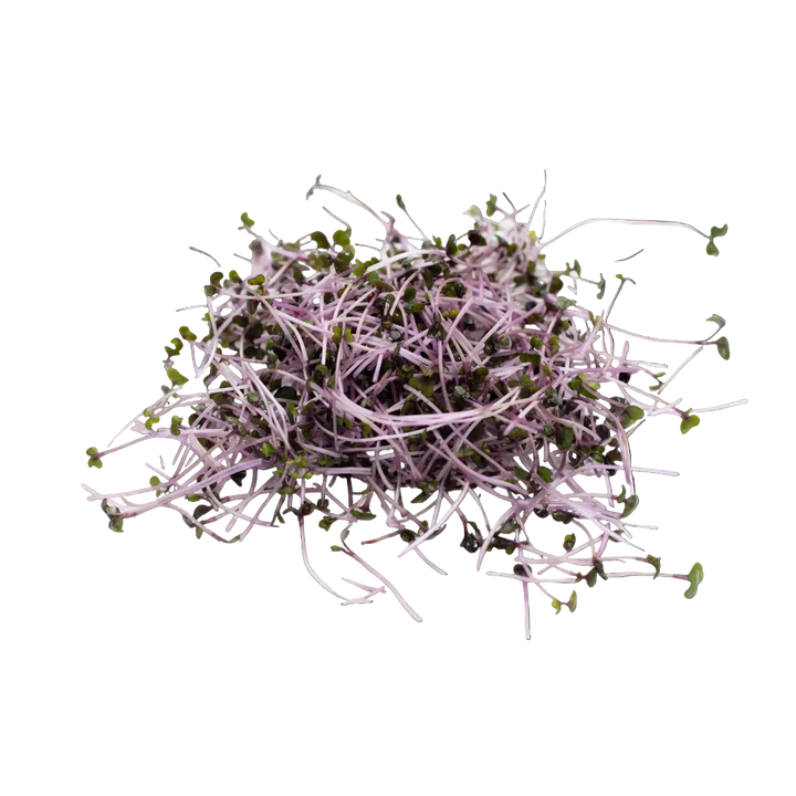 Microgreen Pads - Pure Set of 8 - Red Cabbage
