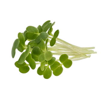 Microgreen Pads - Rucola - Set 8 Stk.