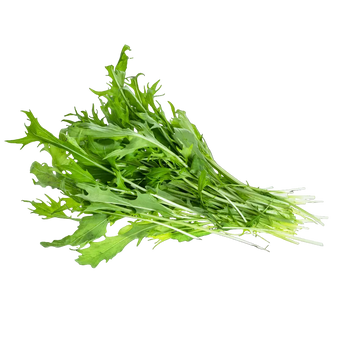 Plugs - Rucola - 12 Stk.