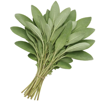 Plugs - Salbei - 12 Stk.