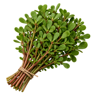 Plugs - Portulak - 12 Stk. our greenery