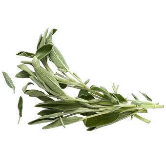 Plugs - Salbei - 12 Stk.