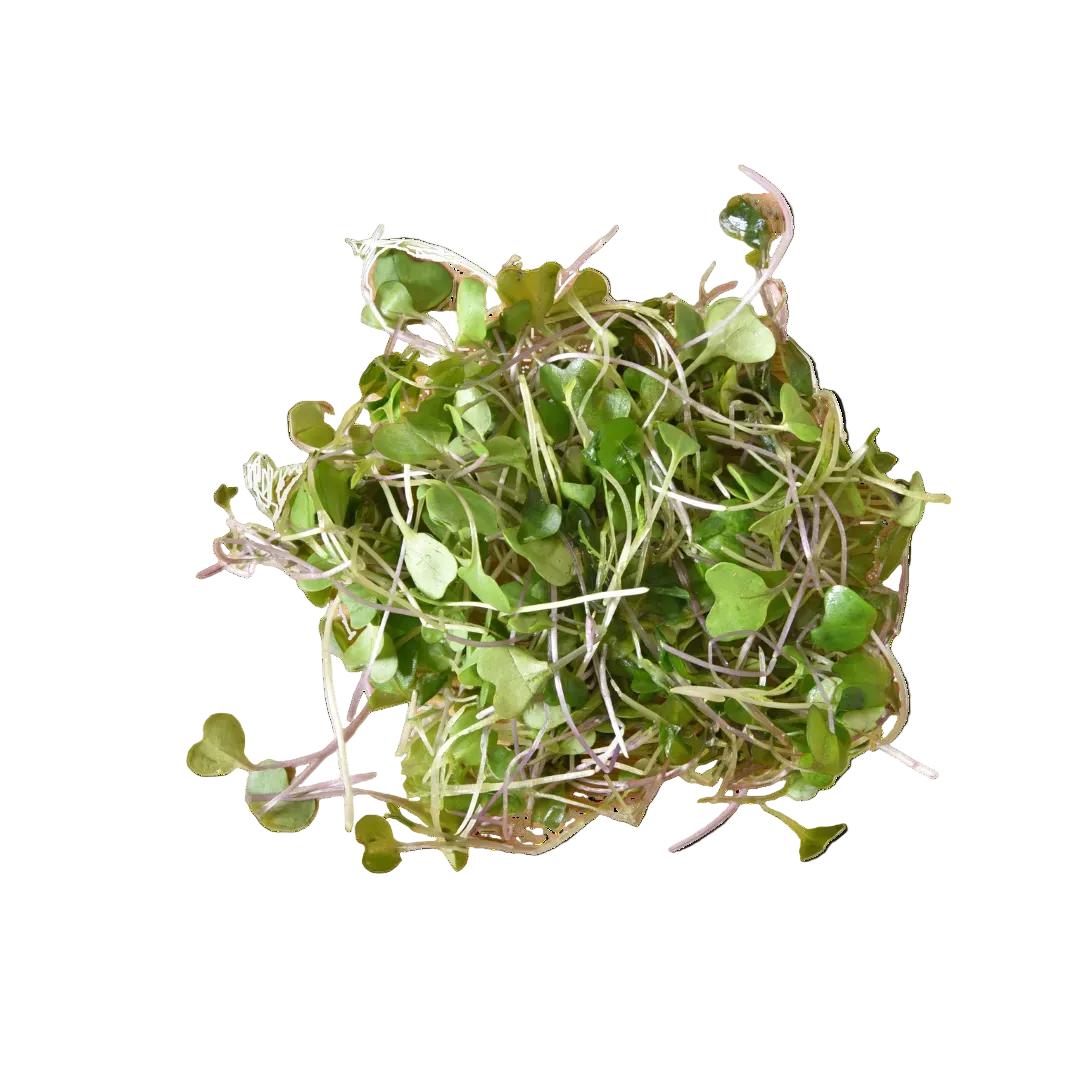 Microgreen Pads - Senf - Set 8 Stk.