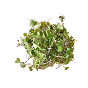 Microgreen Pads - Senf - Set 8 Stk.