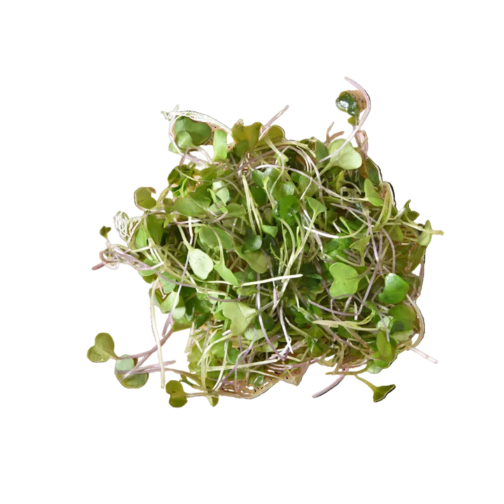 Microgreen Pads - Senf - Set 8 Stk.
