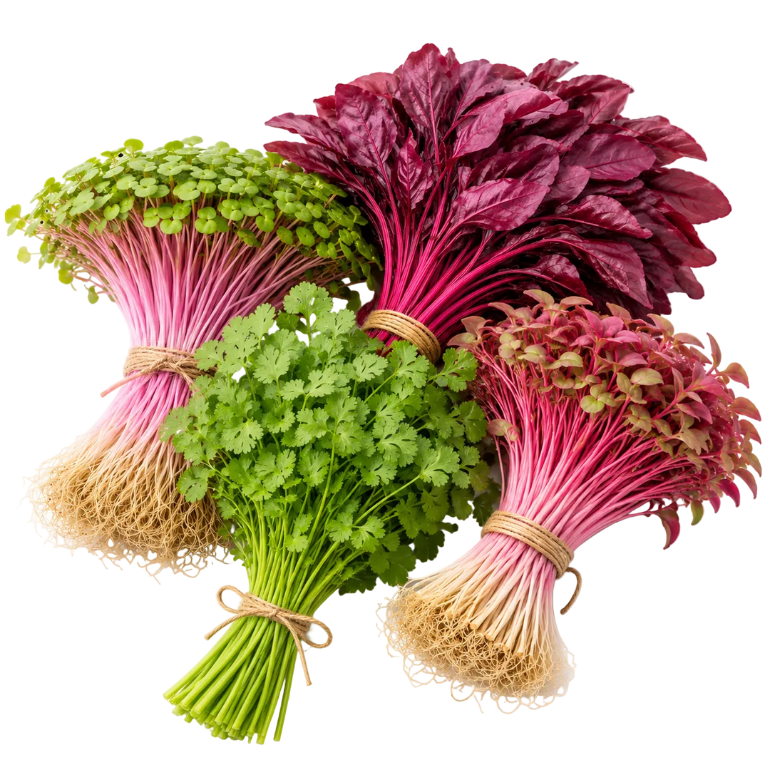 Ein Bild der Pflanzen in unserem Bündel, jede in einer Blumenstraußanordnung: Radieschen Rosa-Microgreens, Amaranth Microgreens, Petersilie und Blattkoriander