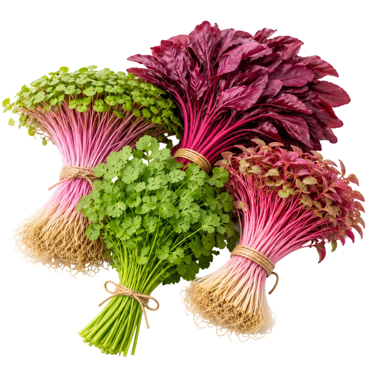 Ein Bild der Pflanzen in unserem Bündel, jede in einer Blumenstraußanordnung: Radieschen Rosa-Microgreens, Amaranth Microgreens, Petersilie und Blattkoriander
