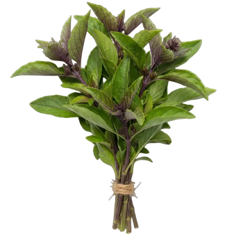 Plugs - Thai Basilikum - 12 Stk.