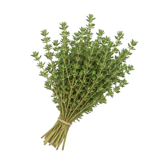 Plugs - Thymian - 12 Stk.