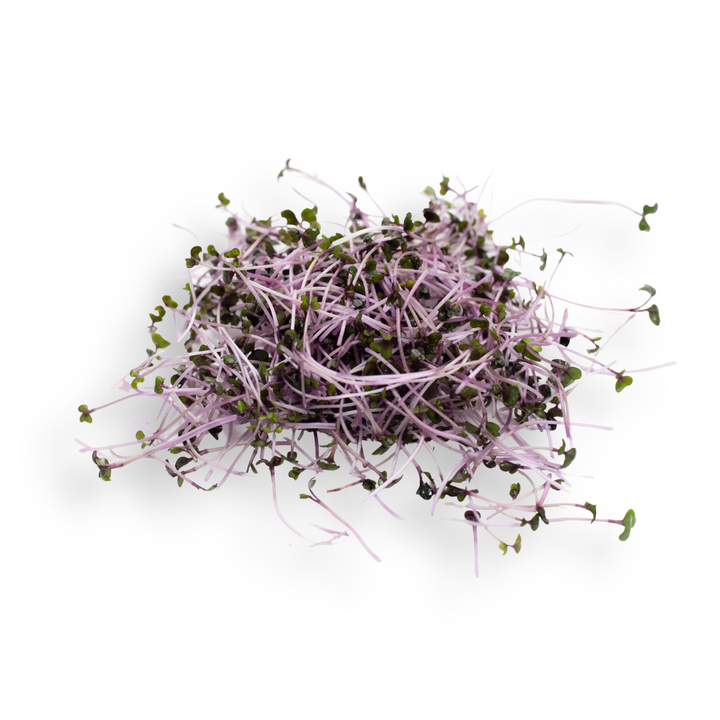 Microgreen Pads - Pure Set of 8 - Red Cabbage