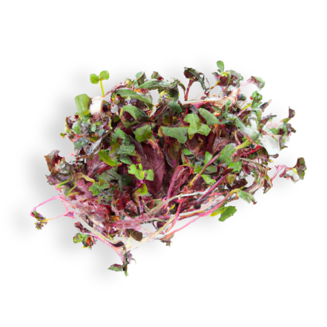 Microgreen Pads - Pure Lot de 8 - Radis rose