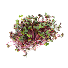 Microgreen Pads - Radieschen rosa - Set 8 Stk.