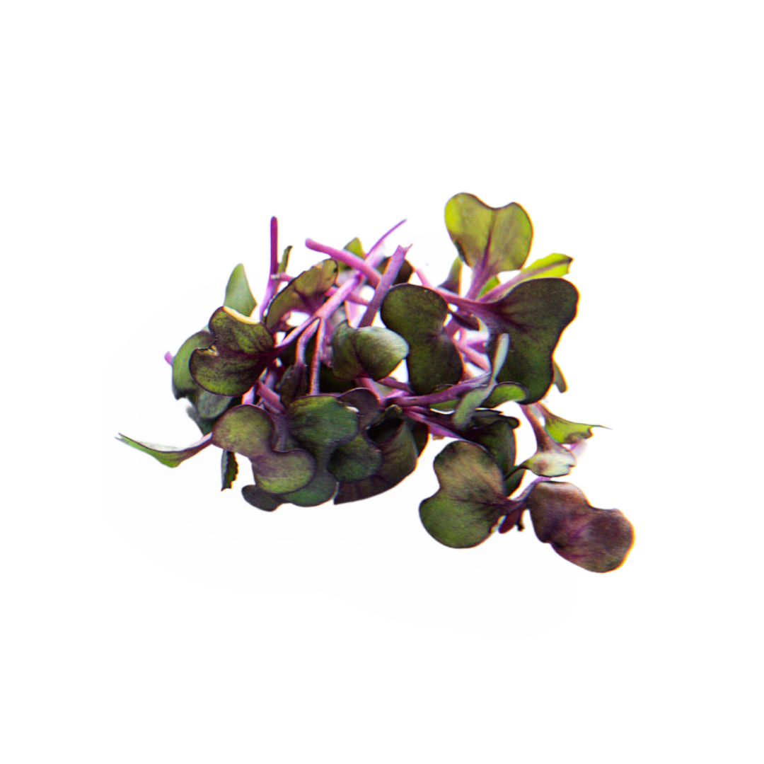 Purple Radish  - Pure Set of 8 Microgreen Pads