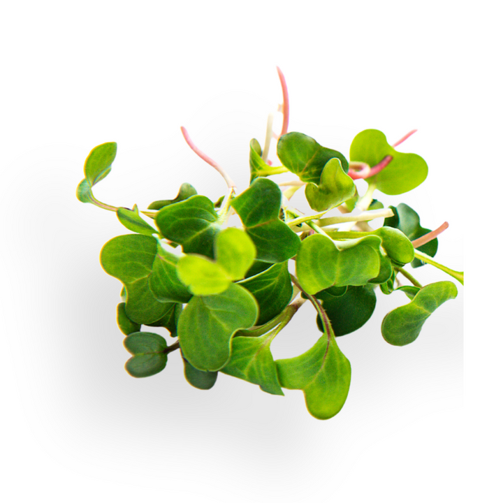 Tampons Microgreen - Pure Set de 8 - Brocoli