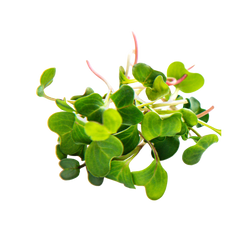 Microgreen Pads - Brokkoli - Set 8 Stk.