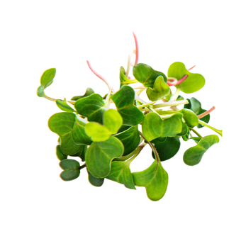 Microgreen Pads - Pure Set of 8 - Broccoli