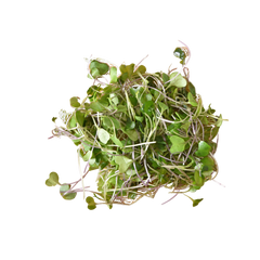 Microgreen Pads - Senf - Set 8 Stk.