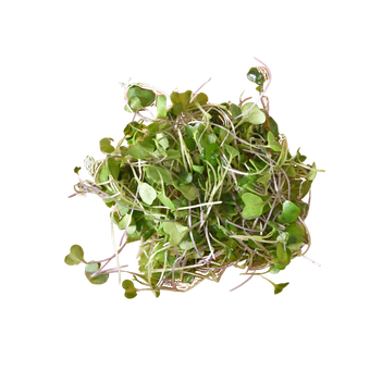 Microgreen Pads - Pure Set of 8 - Mustard