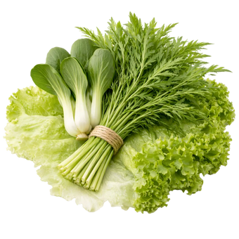 Plugs - Weltreise-Mix 4 x 12 Stk.