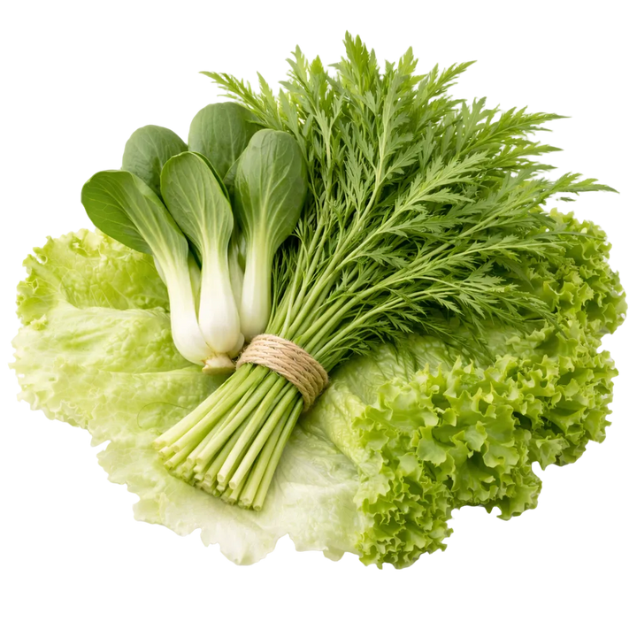 Plugs - World Travel Mix 4 x 12 pcs.