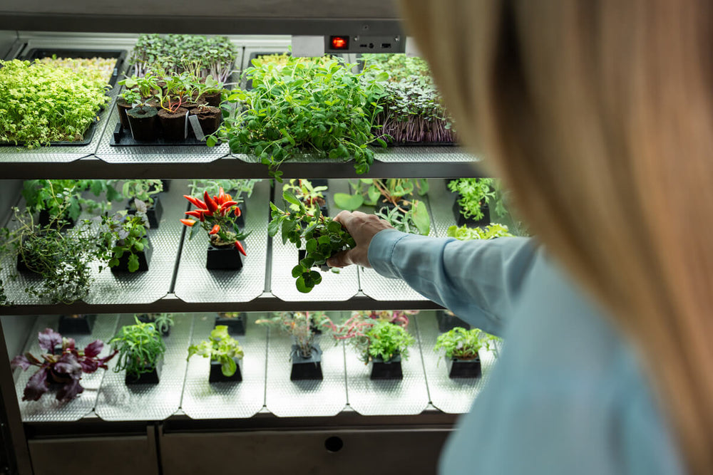 Person erntet frische Kräuter aus dem Raumgarten