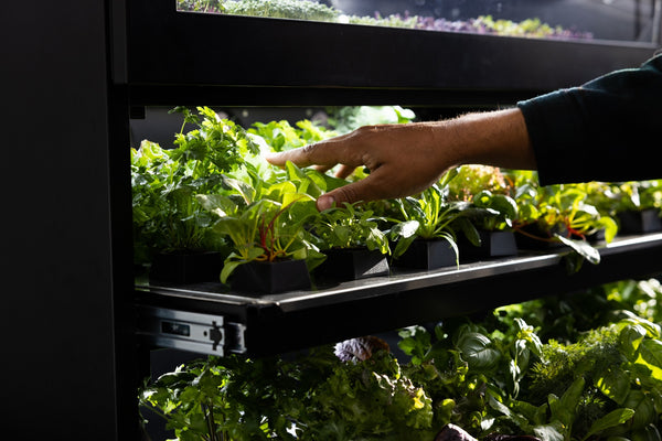 Hand erntet frisches Gemüse und Kräuter im Raumgarten – moderner Indoor Garten mit automatischer Bewässerung als nachhaltiger Vertikalgarten für zuhause