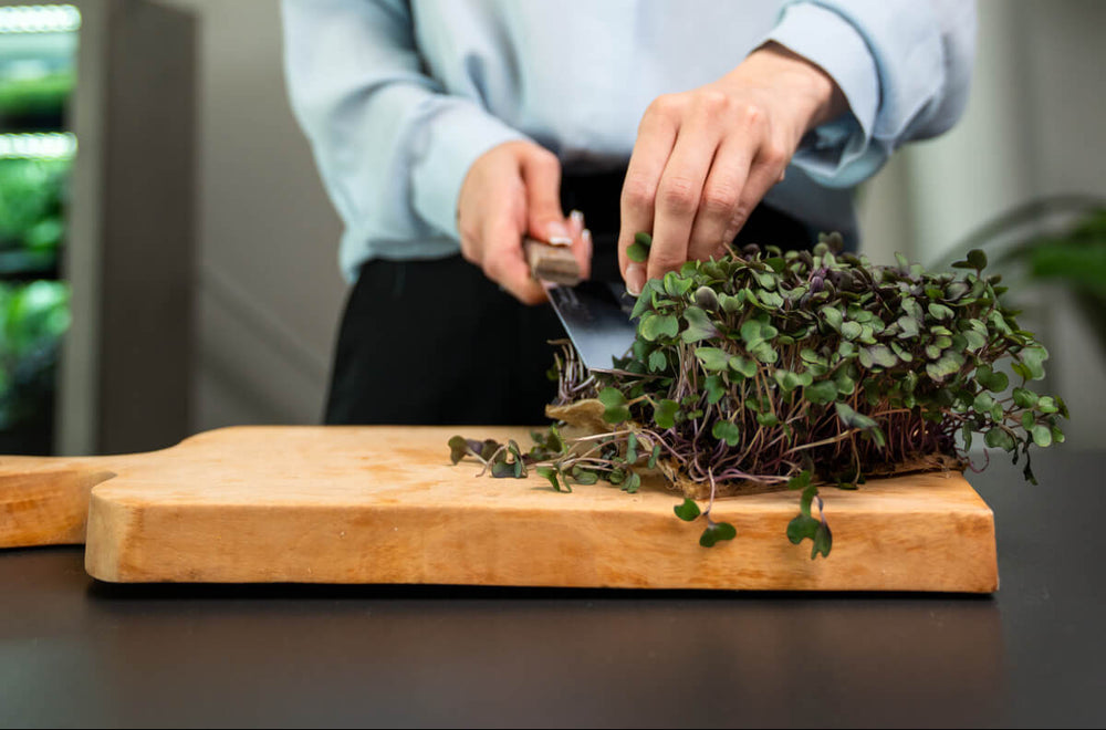 Kräuter, die aus dem Raumgarten geerntet wurde, werden nun verarbeitet