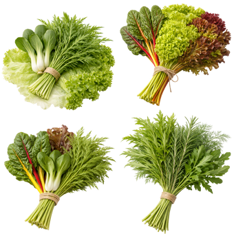 Plugs - Esperanto - Der 3-Monats Salat und Kräuter Mix