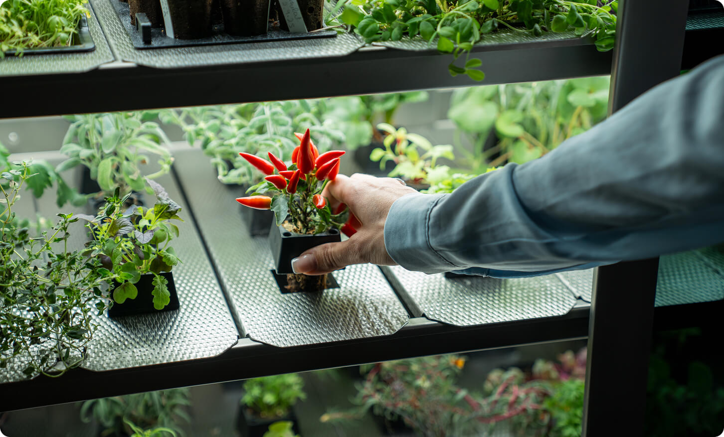 Greens und Gemüse werden aus dem Indoor Garten geernet
