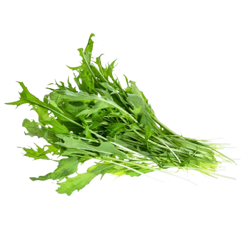 Rucola Pflanze geerntet aus dem Indoor Garten