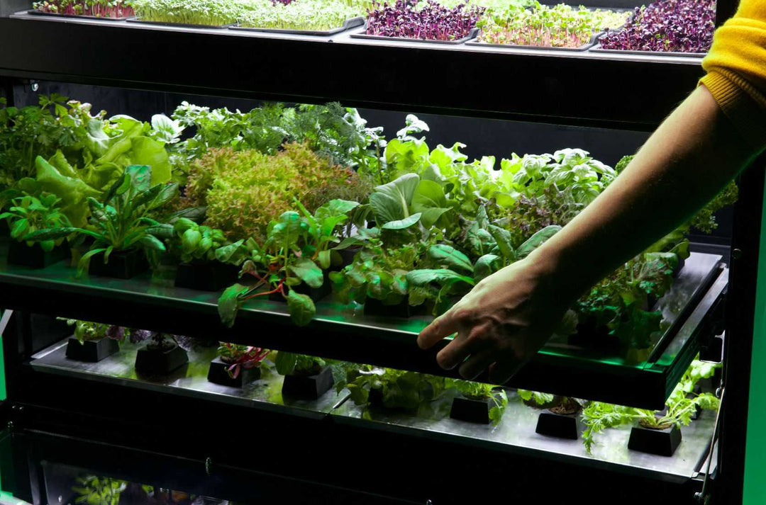 Raumgarten Set | Indoor Vertical Garden Vertikalgarten | Microgreens Salate Kräuter anbauen